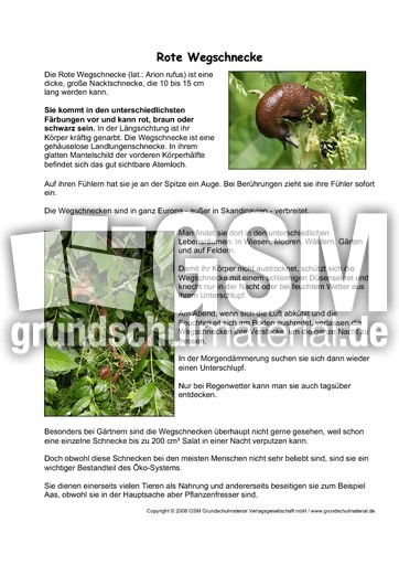 Rote-Wegschnecke-Steckbrief.pdf